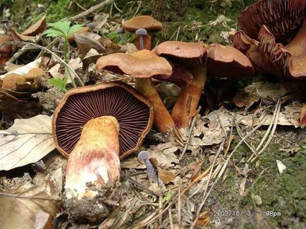 Rotbeschleierter Hautkopf-Cortinarius purpureus