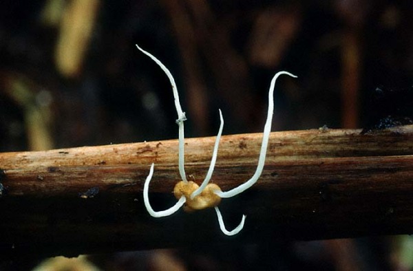 :-Typhula corallina