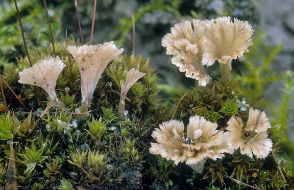 Welliger Kreiselpilz-Cotylidia undulata