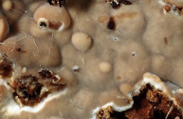 : Stachelrindenpilz-Dacryobolus karstenii