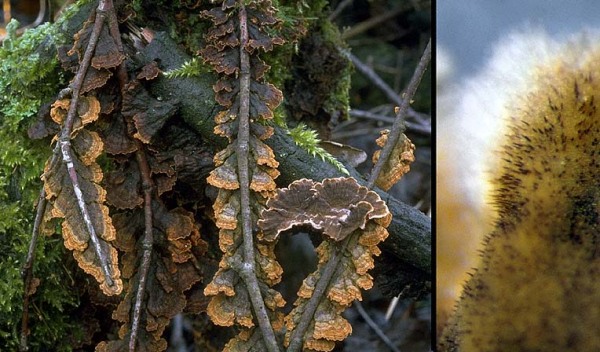 Tabakbrauner Borstenscheibling-Pseudochaete tabacina