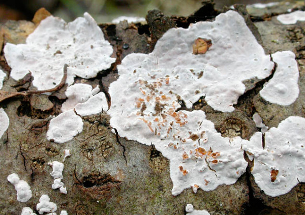 Espen-Zystidenrindenpilz-Peniophora polygonia