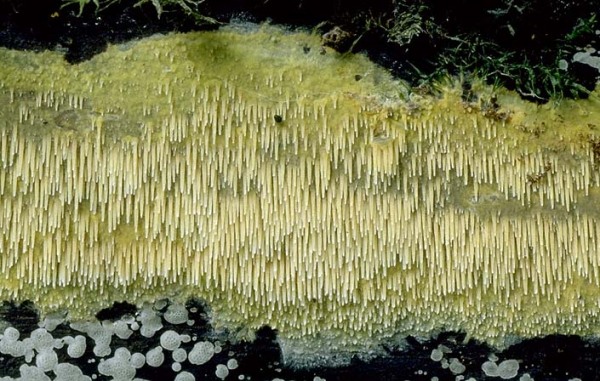 : Kammpilz-Phlebia uda
