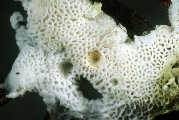 :-Sistotrema muscicola