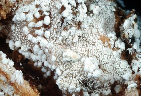 : Stachelsporling-Trechispora stevensonii
