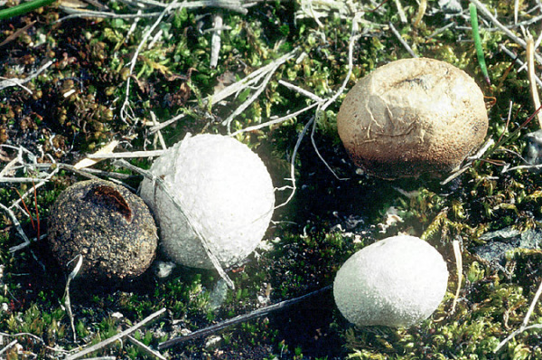 Zwerg-Bovist-Bovista limosa