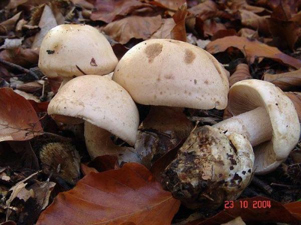 Bräunender Fälbling-Hebeloma laterinum