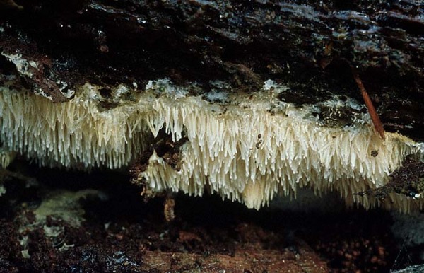 Zarter Stachelrindenpilz-Dentipellis fragilis