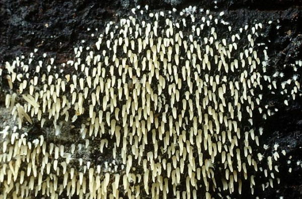 Rasiges Pfriempilzchen-Mucronella calva
