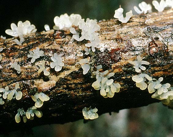 : Hörnling-Calocera pallidospathulata