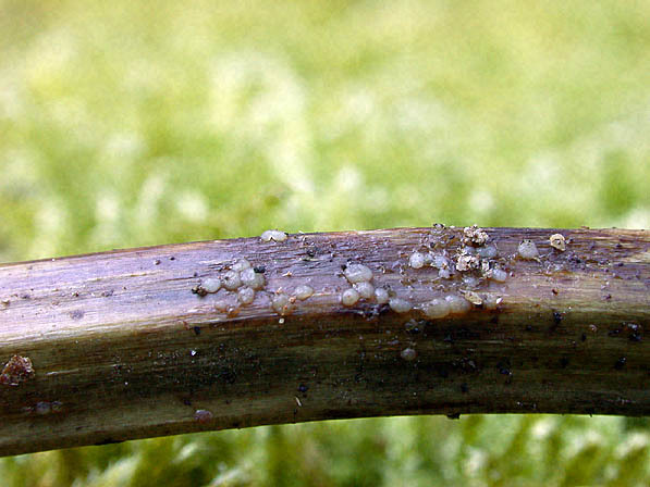 : Efibulobasidium-Efibulobasidium albescens