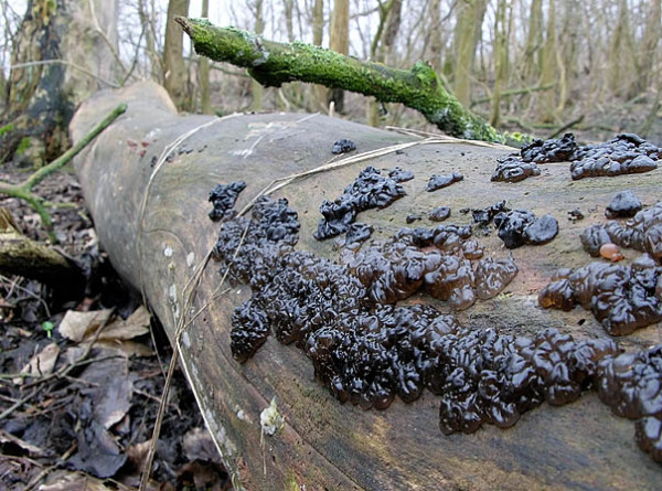Warziger Drüsling-Exidia plana