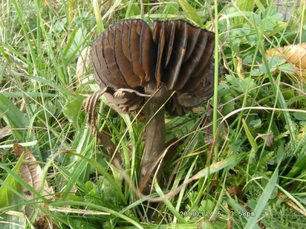 Olivschwarzer Saftling-Hygrocybe olivaceonigra
