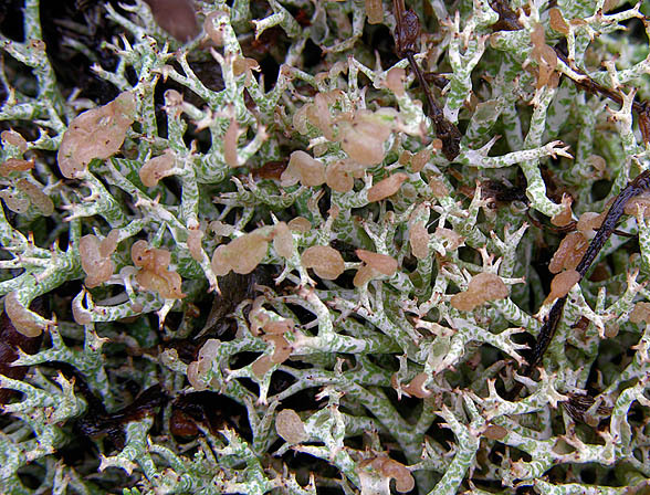 :-Syzygospora bachmannii