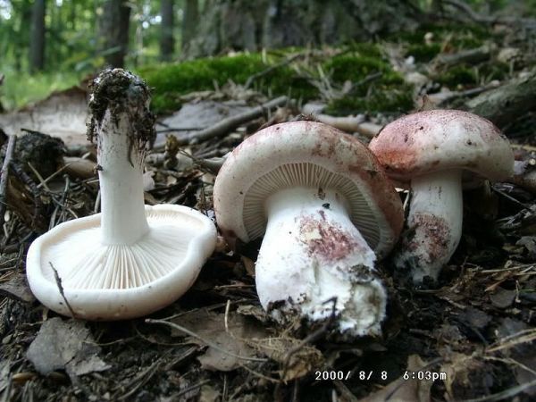Geflecktblättriger Purpurschneckling-Hygrophorus russula