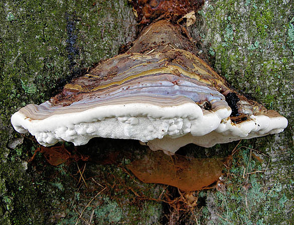 Kupferroter Lackporling-Ganoderma pfeifferi