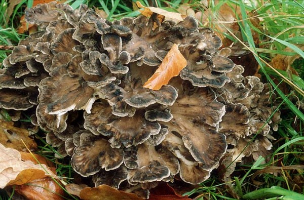 Gemeiner Klapperschwamm-Grifola frondosa