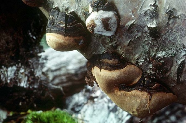 Konsoliger Birken-Feuerschwamm-Phellinus lundellii