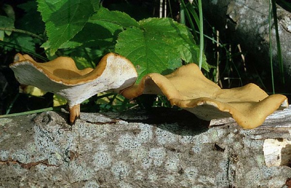 Löwengelber Stielporling-Polyporus leptocephalus