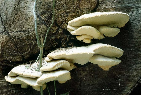 :-Spongipellis delectans