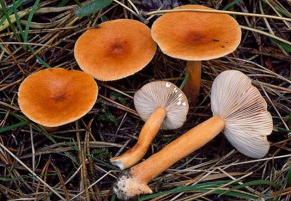Echter Orangemilchling-Lactarius aurantiacus