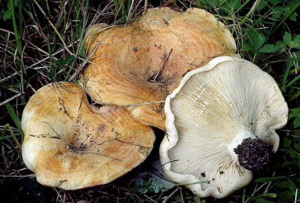 Wohlriechender Milchling-Lactarius evosmus