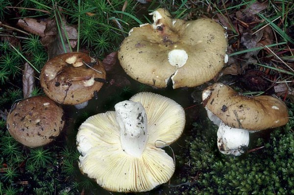 : Täubling-Russula cinnamomicolor