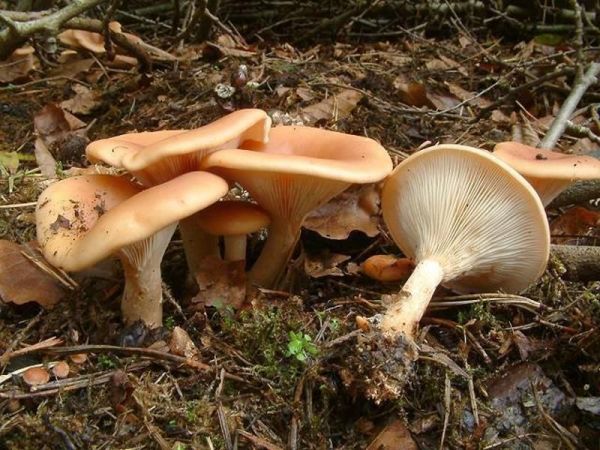 Fuchsiger Röteltrichterling-Lepista flaccida