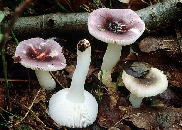 Wechselfarbiger Speitäubling-Russula fragilis
