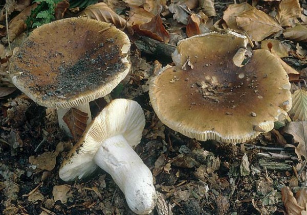 Wieseltäubling-Russula mustelina