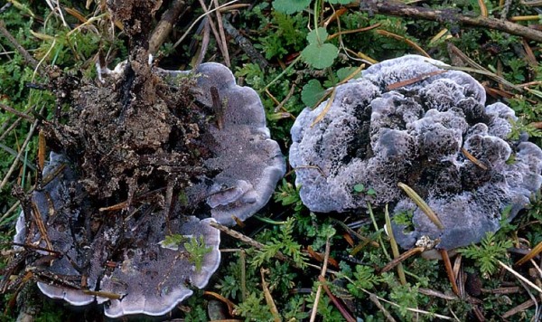 Schwarzer Duftstacheling-Phellodon niger