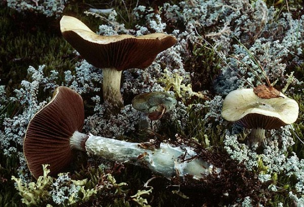 Alpiner Träuschling-Stropharia alpina