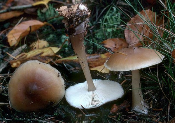 Butter-Rübling-Rhodocollybia butyracea