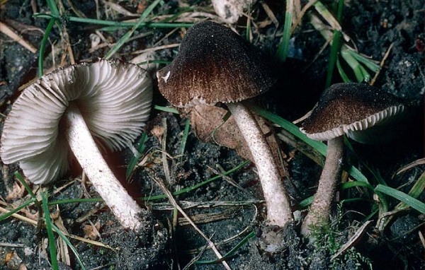 Samtiger Dachpilz-Pluteus podospileus
