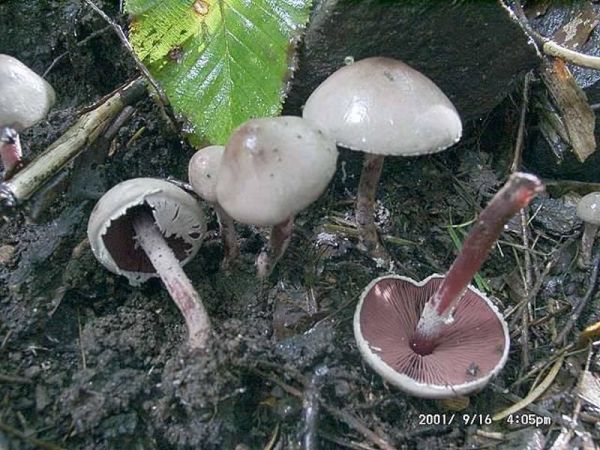 Blutblättriger Buntkörnchenschrimling-Melanophyllum haematospermum