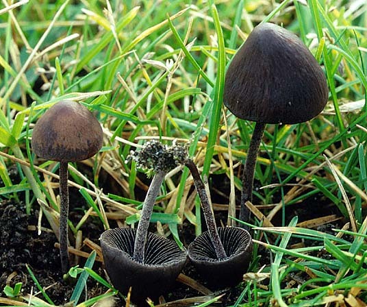 Langstieliger Düngerling-Panaeolus acuminatus