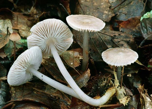 Gemeiner Rettichhelmling-Mycena pura