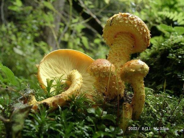 Feuerschüppling-Pholiota flammans