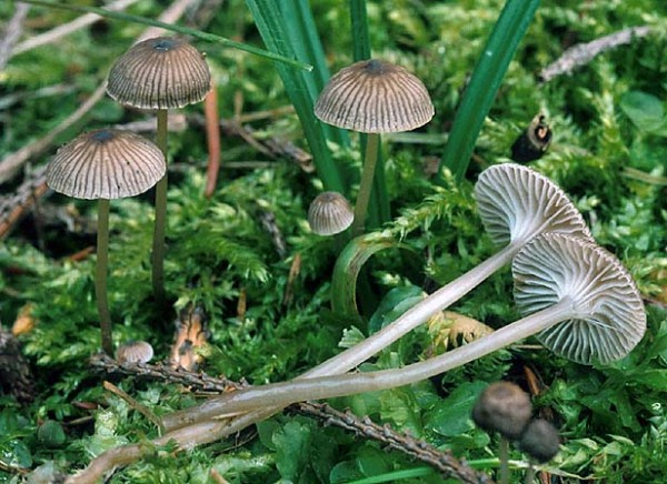 Klebriger Helmling-Mycena vulgaris