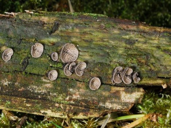 Dichtblättriger Liliputseitling-Resupinatus applicatus