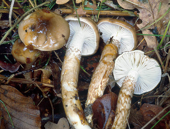 Olivbraungestiefelter Schneckling-Hygrophorus persoonii