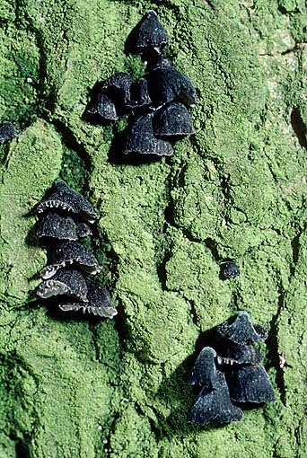 Schwarzbrauner Muscheling-Hohenbuehelia unguicularis
