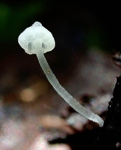 : Scheinhelmling-Hemimycena mauretanica var. cystidiata
