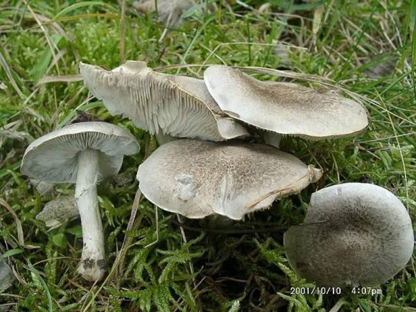 Beringter Erdritterling-Tricholoma cingulatum