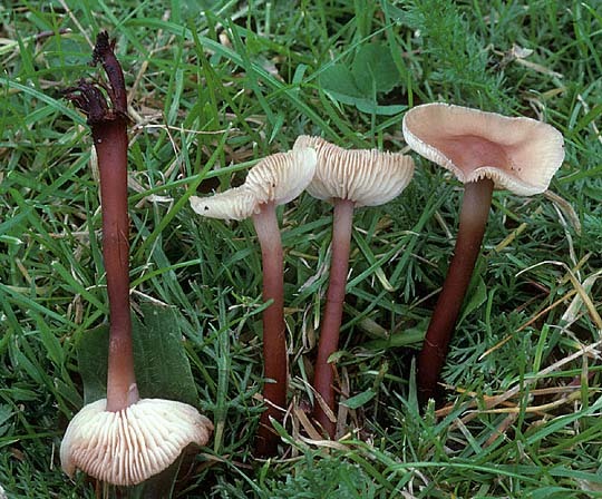 Rotbraunstieliger Blasssporrübling-Gymnopus erythropus