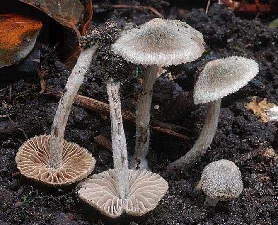 Spinnwebrötling-Entoloma araneosum
