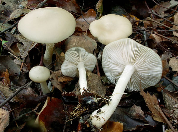 Weidenrötling-Entoloma sericatum