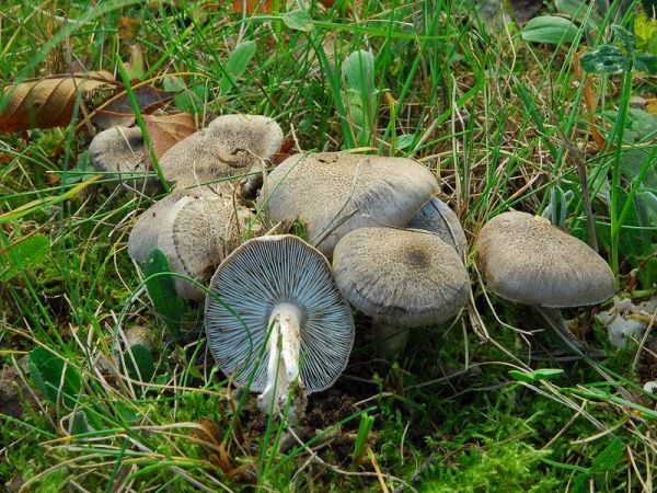 Gilbender Erdritterling-Tricholoma scalpturatum