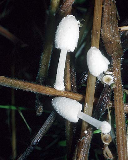 Grastintling-Coprinopsis friesii