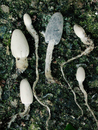 : Tintlinge-Coprinopsis sclerotiger